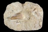 Mosasaur (Prognathodon) Tooth In Rock - Nice Tooth #74934-1